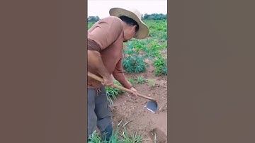 Using a hoe to removing weeds and cultivating crops. #plantcare #weedcontrol #cropcare