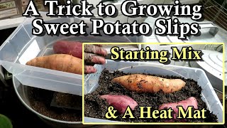 The Starting Mix Method for Growing Sweet Potato Slips: Start Early & Use a Heat Mat