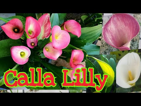Video: Drooping Calla Lilies - Sådan repareres Calla Lily Flower Droop