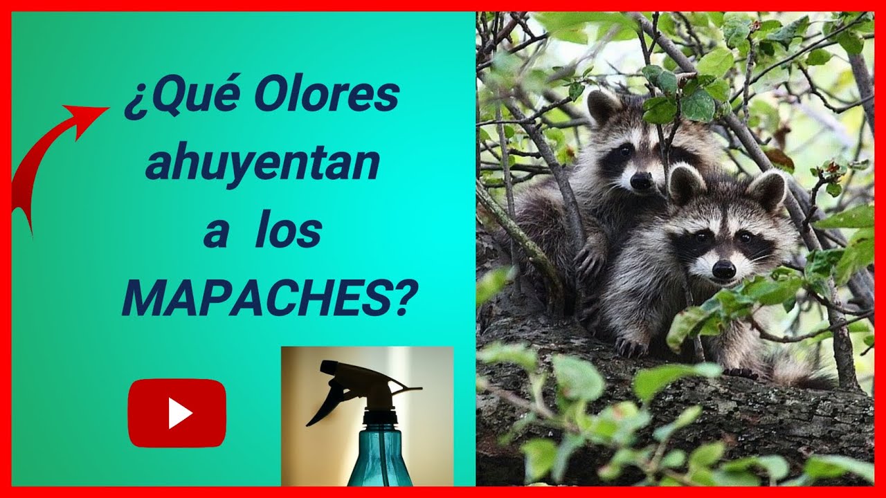 🔴 ¿Qué OLOR de repelentes ahuyenta a MAPACHES? 👆 (RACCOONS) 🦝 YouTube