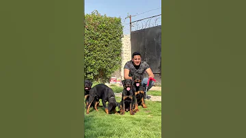 شوفو اقوي جراوي روت عمر ٣ شهور 01284041117 