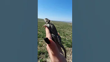Trapelus sanguinolentus.🦎 Степная агама.