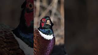 Ring-Necked Pheasant #birds #wildbirds #wildlife #naturelovers #nature