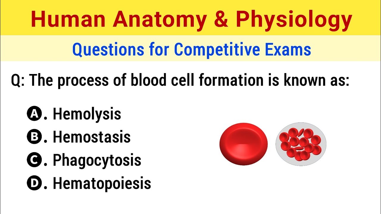 Анатомия и физиология человека: вопросы и ответы |