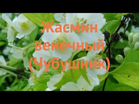 Видео: Ягодов жасмин (22 снимки): описание на чубушника, засаждане и грижи, възпроизвеждане на чубушника дребнолистен с миризма на ягоди, цъфтеж