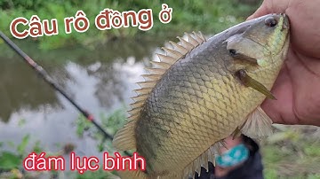Câu cá rô đồng ở đám lục bình hoang