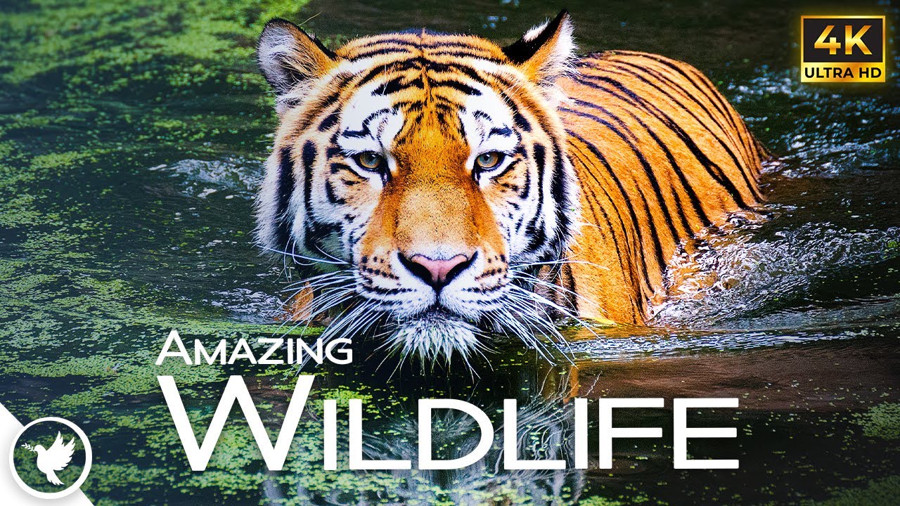 Relax with Beautiful Animals | Peaceful, Calming, Tranquil, Soothing, Piano, Stress Relief, Lower BP