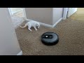 Moose the Cat Meets the Roomba