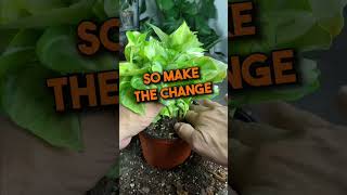 Rootbound? Maybe. #plantcare #plantcaretips #rootbound #planthacks #planttips #plants #houseplants