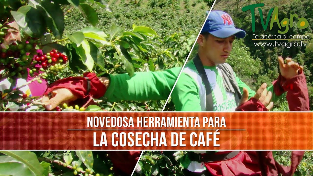 Cual es la Herramienta Novedosa para la Cosecha del Cafe- TvAgro por Juan  Gonzalo Angel - YouTube