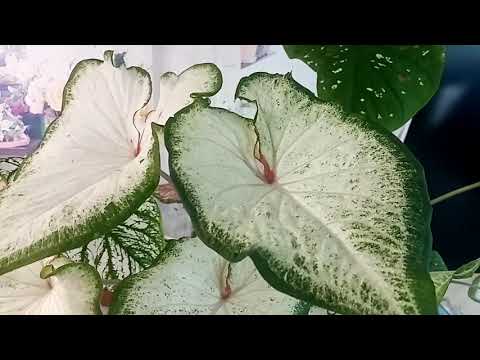 Video: Caladium, Nepainiokite Su Cladium