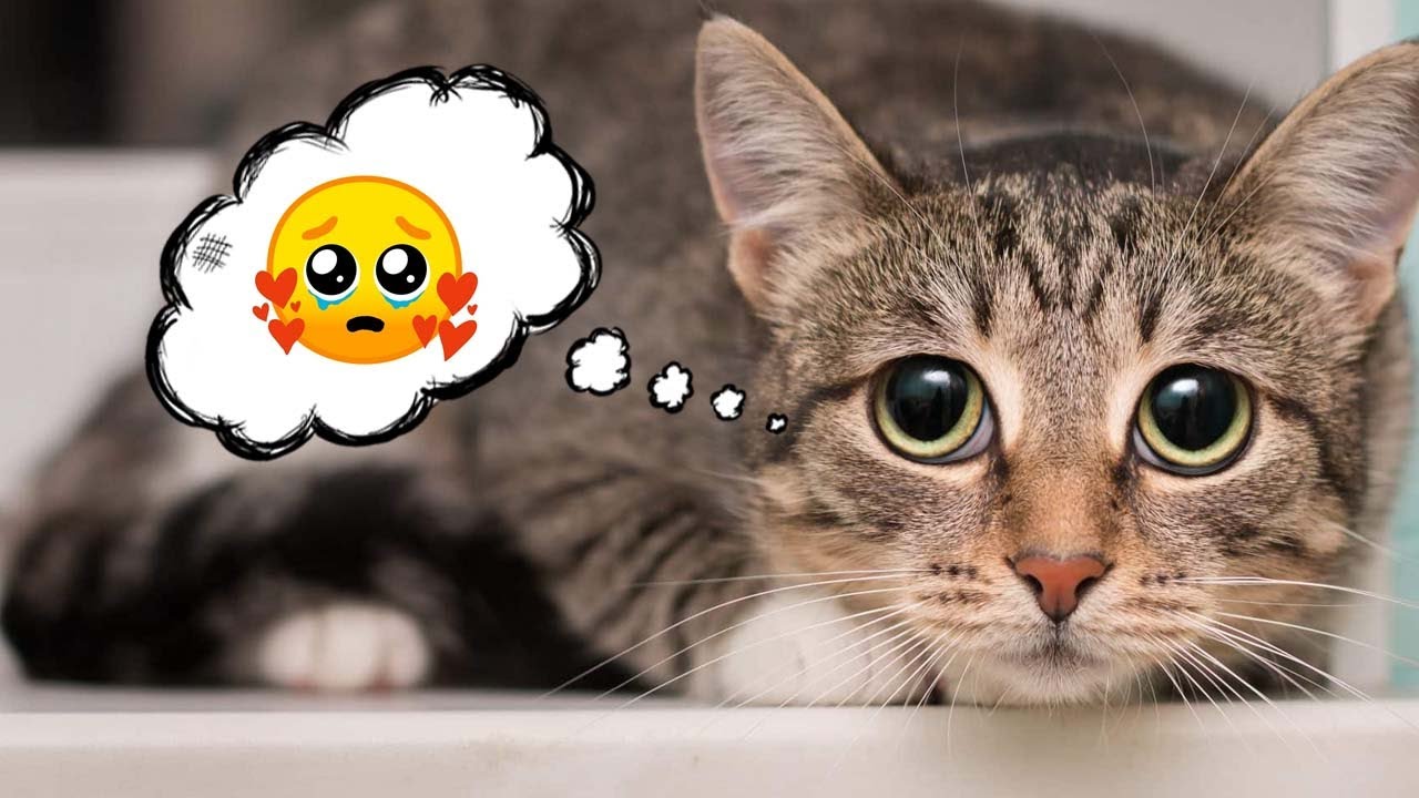 do-cats-know-when-they-ve-been-naughty-3-ways-your-cat-apologizes