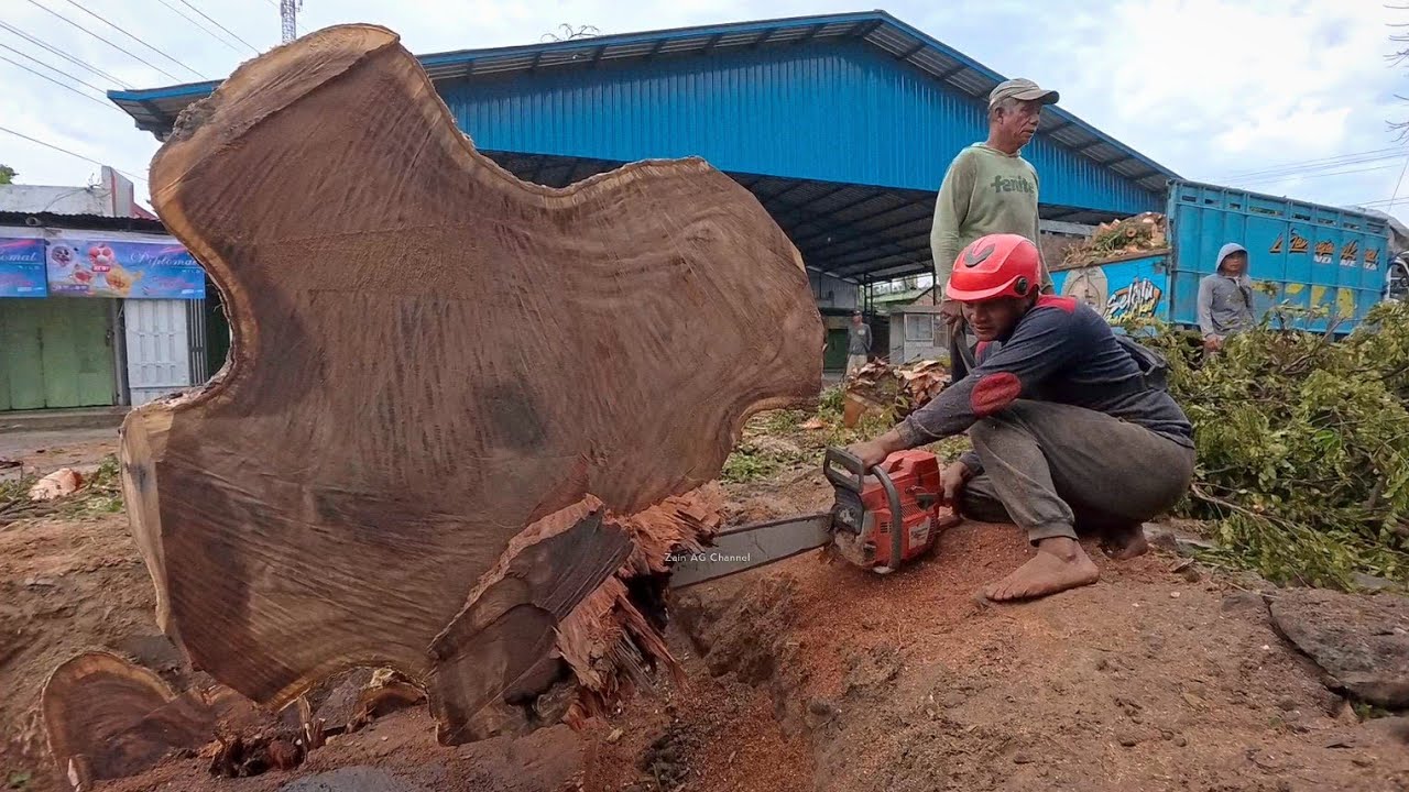 Драматическое ‼️падение старого дождевого дерева угрожает участникам дорожного движения