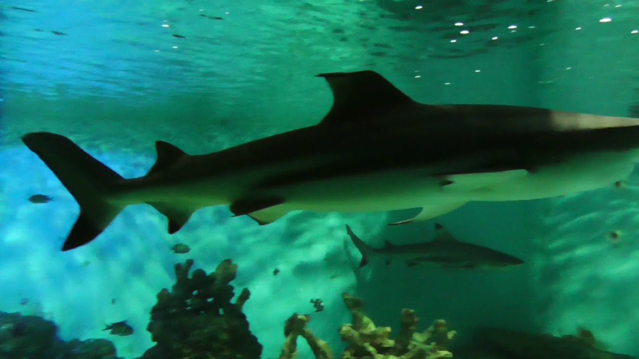 Mořský svět   Praha Holešovice 2018