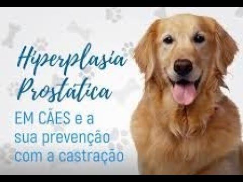 Vídeo: Inflamação E Abscesso Da Próstata Em Cães