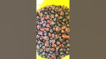 Quá hấp dẫn | Qn-vlog Catching blood clam