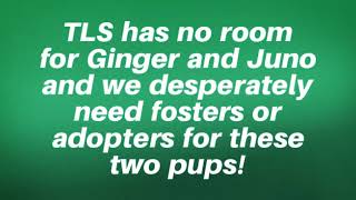 Urgent - Tls Needs Fosters Or Adopters