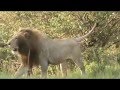 Lions on a hunt!  Our safari in the Masai Mara.... Kenya, Africa