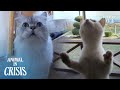 “Open The Dang Door!” What A Kitten Did After She’s Left By Her Mom | Animal in Crisis EP244