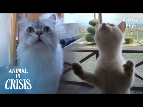 “Open The Dang Door!” What A Kitten Did After She’s Left By Her Mom | Animal in Crisis EP244