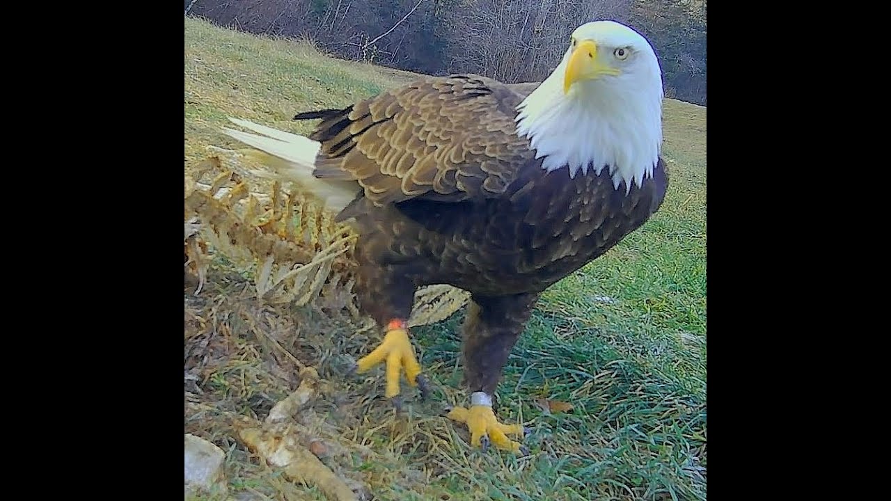 2020 Maine Woods  fall & winter game cameras