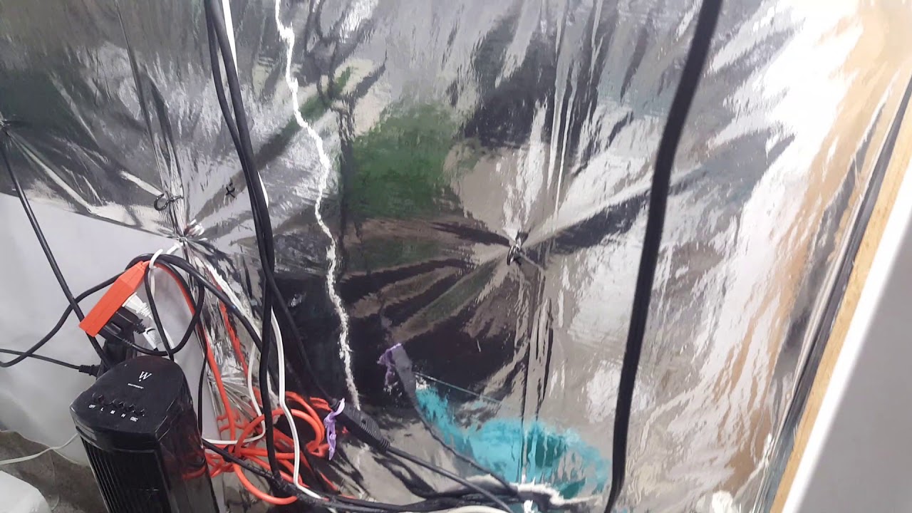 2019 indoor 1kw strawberry cough 20 gal 5x5