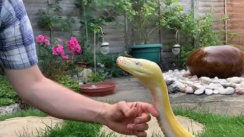 16ft Reticulated Python confirms chin strokes are the bestest.