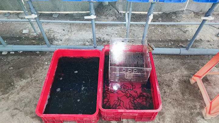 Phân cỡ lươn giống size 1000 con/kg. ĐT/Zalo 0989259906 