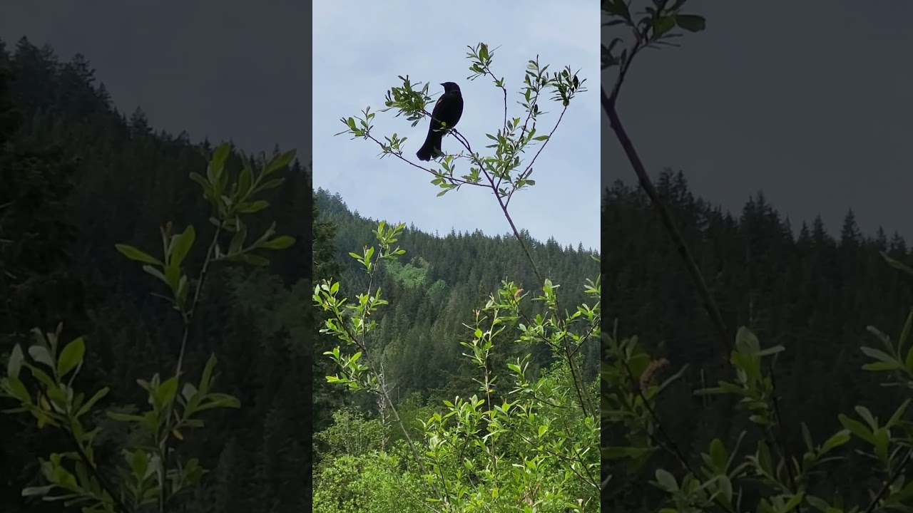 Red Winged Black Bird.