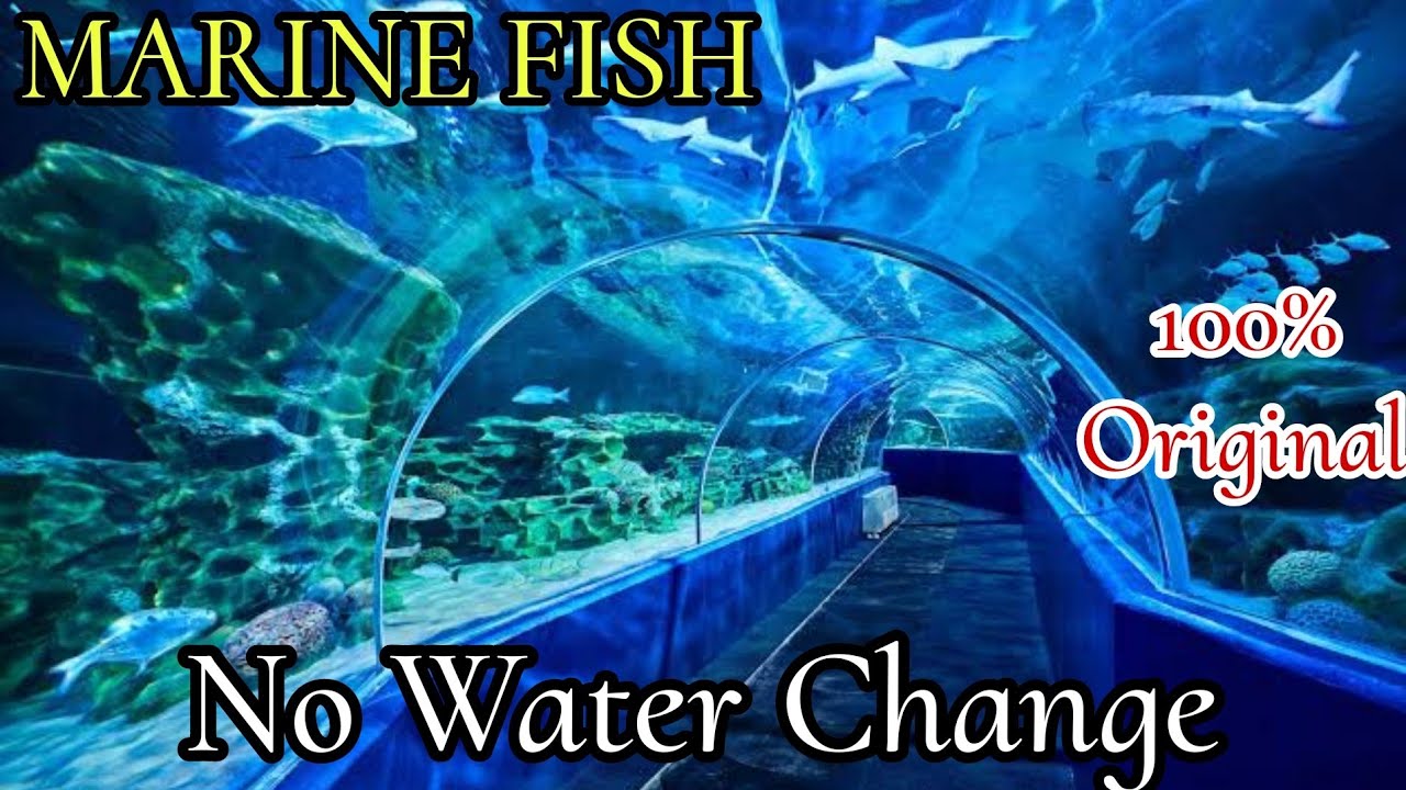 Marine Kingdom Marine Fishes in salem Marine Aquarium Oorugais