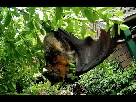 Rescuing Baby Flying Fox In A Backyard This Is The Manxome Foe