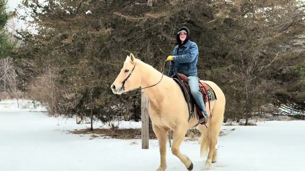 Alvin, 11 yr old grade palomino gelding standing 15.2 hh