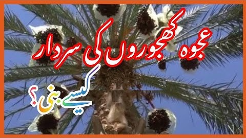 How did Ajwa became chief of dates | What Hazrat Muhammad SAW did to Hazrat Bilal||