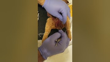 Bio 240 Week 8 Reproductive system