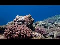 Octopus hiding in plain sight/目の前に隠れているタコ