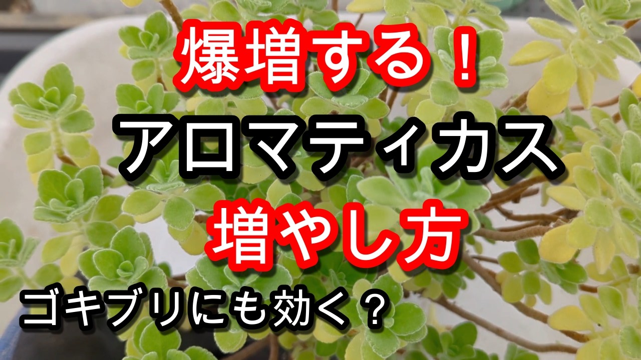 アロマ ティカ ス 増やし 方
