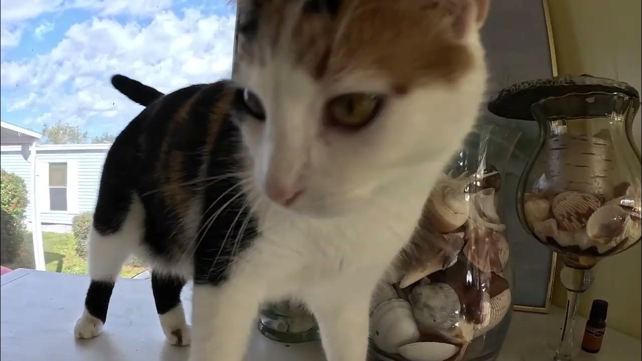 Cat wants to be petted! YouTube