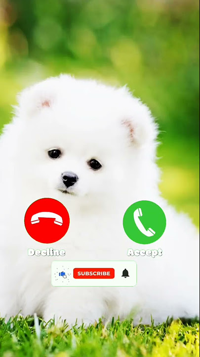 Cute Ringtone Abe Yaar Tone SMS Tone Call Tone Message Tone notification 🎶#abeyaar#abeyaar_ringtone