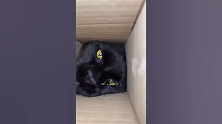 Watch the video about Funny cat 🤣🤣🤣 #fails #cute #videos