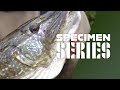 Pike Fishing With Ledgered Deadbaits