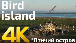 Bird island in Rostov reserve. Птичий остров в Ростовском заповеднике. Face to face drone shooting.