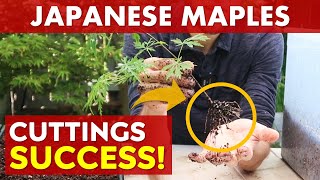 Successfully Rooting Japanese Maple Cuttings (Propagation)