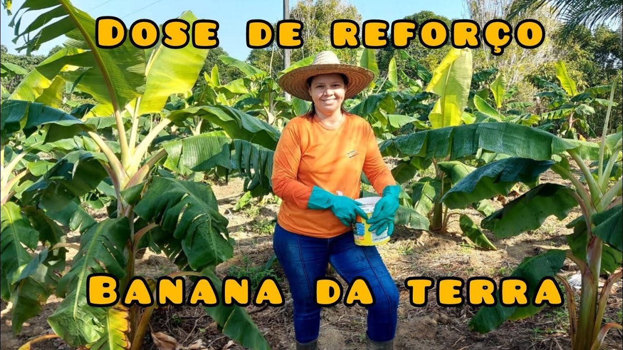 BANANA DA TERRA . Reforço de adubo químico 20.10.20