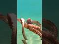 Octopus Camouflage: How This Creature Changes its Skin Texture in Seconds | Science Explained