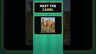 Earth's Super Animals