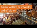 Modern aviary system for free range and barn egg production | Natura Step