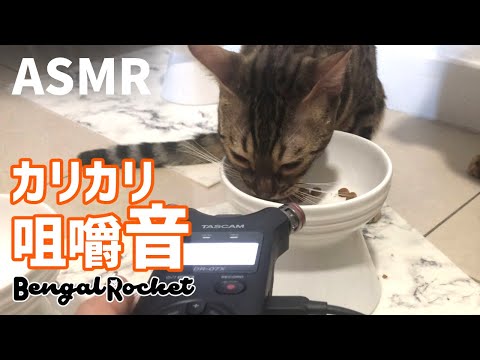 【ASMR】耳が幸せ！猫のカリカリ咀嚼音【ベンガルロケット♯206】