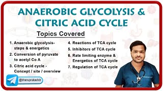 Anaerobic Glycolysis & Citric Acid Cycle ⚡️🔬