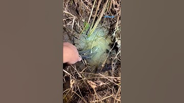 Cá Lớn - bắt Cá Lóc mini bằng kẹp 😱 #khacthuyvlogg