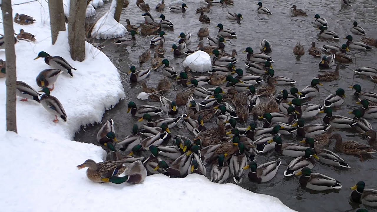 Утки зимой в москве Утки зимой в москве